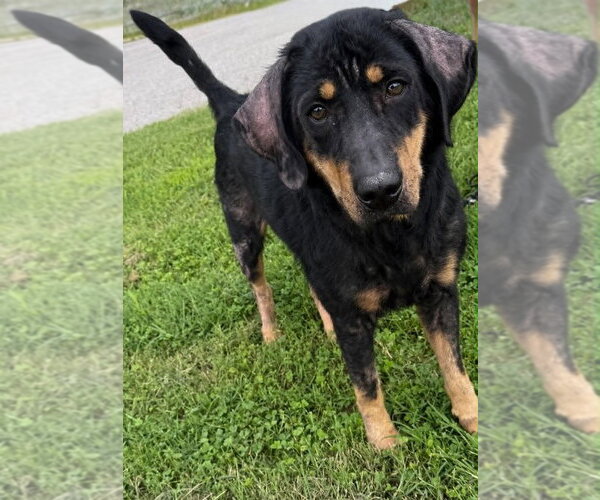 Medium Photo #2 Mutt Puppy For Sale in Evansville, IN, USA