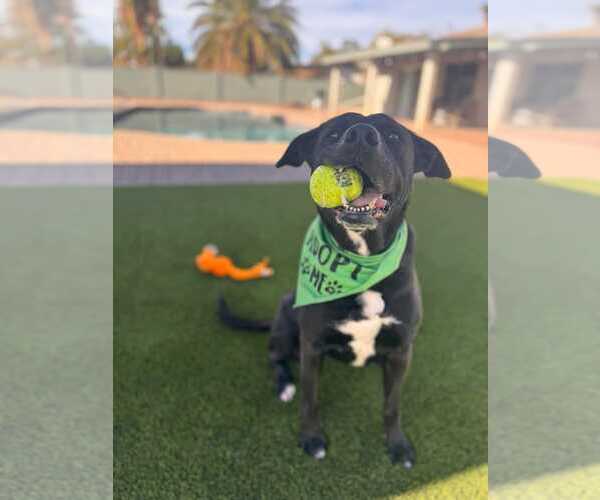 Medium Photo #2 American Pit Bull Terrier-Labrador Retriever Mix Puppy For Sale in Chandler, AZ, USA