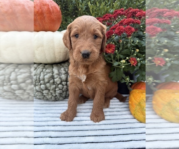 Medium Photo #3 Goldendoodle Puppy For Sale in WOODBURN, IN, USA