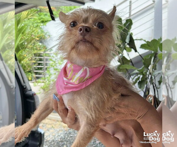 Medium Photo #2 Chihuahua-Unknown Mix Puppy For Sale in Washington, DC, USA