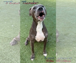 American Pit Bull Terrier-Unknown Mix Dogs for adoption in Woodbury, NY, USA