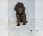 Puppy 1 Goldendoodle (Miniature)