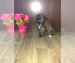 Small Photo #14 Poodle (Toy) Puppy For Sale in LAPEER, MI, USA