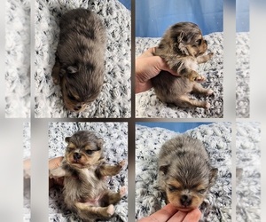 Pomeranian Puppy for sale in SIOUX FALLS, SD, USA