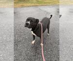 Small #3 Staffordshire Bull Terrier Mix