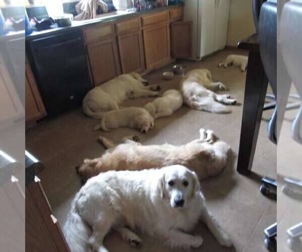 Medium Photo #40 English Cream Golden Retriever Puppy For Sale in NORTHWOOD, OH, USA
