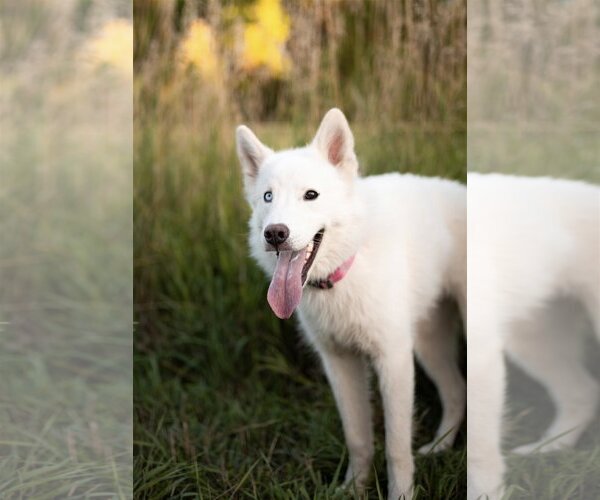 Medium Photo #2 Huskies -Unknown Mix Puppy For Sale in Sandy, UT, USA