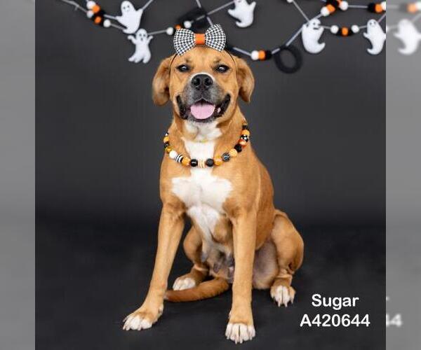 Medium Photo #1 Boxer-Unknown Mix Puppy For Sale in Conroe, TX, USA