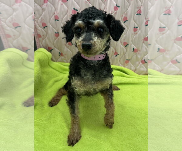 Medium Photo #4 Poodle (Miniature) Puppy For Sale in Pacolet, SC, USA