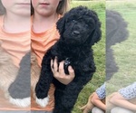 Puppy Fiona Labradoodle