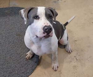 American Bully-Boxer Mix Dogs for adoption in COLUMBUS, NE, USA