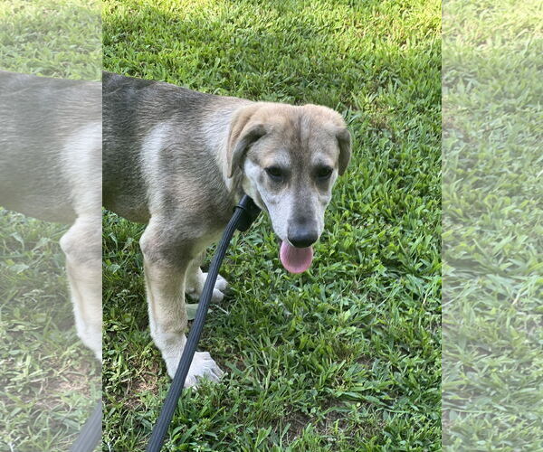 Medium Photo #9 Huskies -Unknown Mix Puppy For Sale in Crossville, AL, USA