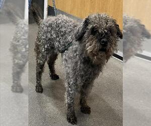 Miniature Schnauzer-Poodle (Miniature) Mix Dogs for adoption in Forestville, MD, USA