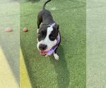 Small #1 American Pit Bull Terrier Mix