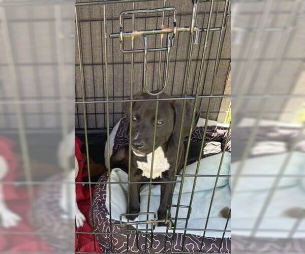 Medium Photo #7 Labrador Retriever-Unknown Mix Puppy For Sale in Sanford, FL, USA