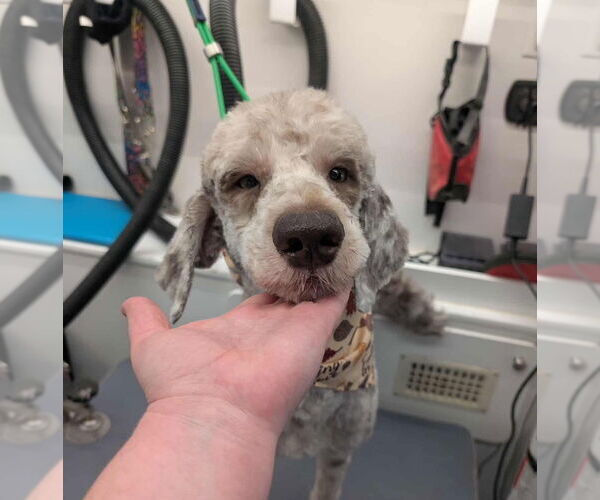 Medium Photo #2 Poodle (Standard)-Unknown Mix Puppy For Sale in Grafton, WI, USA