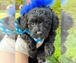 Small #1 Cavapoo (Miniature)