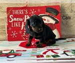 Puppy Puppy 2 Dachshund