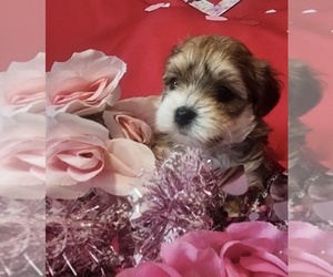 ShihPoo-Shorkie Tzu Mix Puppy for sale in Bowmanville, Ontario, Canada
