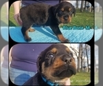 Small Photo #5 Rottweiler Puppy For Sale in COLUMBIA, MO, USA