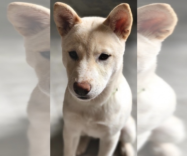 Medium Photo #1 Shiba Inu Puppy For Sale in SALT LAKE CITY, UT, USA