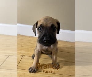 Daniff Puppy for sale in NORTH HAVEN, CT, USA