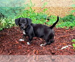 Small Dachshund Mix