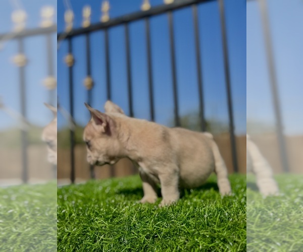 Medium Photo #12 French Bulldog Puppy For Sale in BEVERLY HILLS, CA, USA