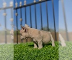 Small #11 French Bulldog