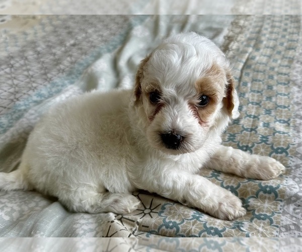 Medium Photo #15 Goldendoodle (Miniature) Puppy For Sale in PENSACOLA, FL, USA