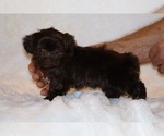 Small #11 Shih Tzu