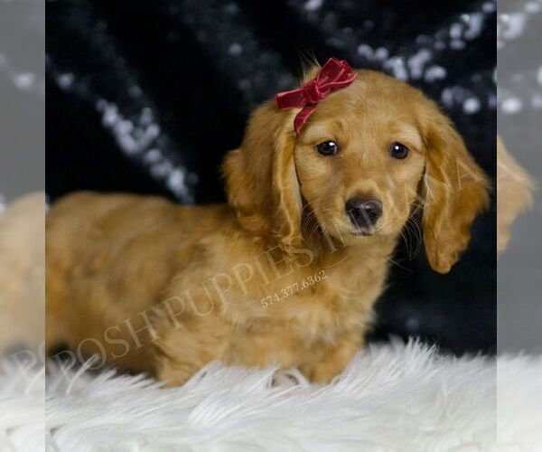Medium Photo #2 Dachshund Puppy For Sale in WARSAW, IN, USA