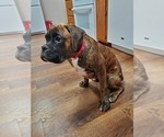 Small Photo #10 Boxer Puppy For Sale in NEW ULM, MN, USA