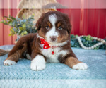 Small #4 Miniature Australian Shepherd