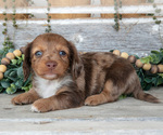 Small Photo #3 Dachshund Puppy For Sale in NAPPANEE, IN, USA
