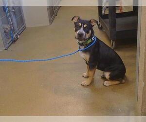 Mutt Dogs for adoption in Sacramento, CA, USA
