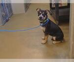 Small Mutt
