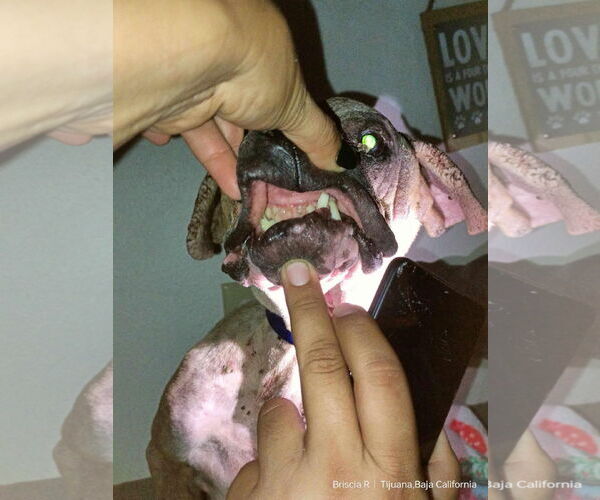 Medium Photo #10 Boxer-Unknown Mix Puppy For Sale in Escondido, CA, USA