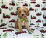 Small Cavapoo
