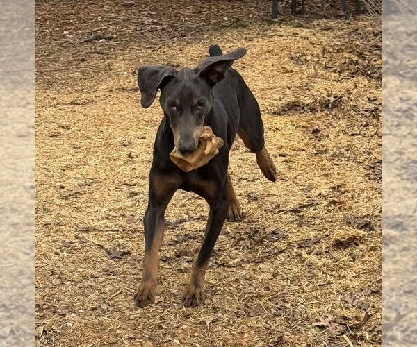 Medium Photo #1 Doberman Pinscher Puppy For Sale in Aurora, OH, USA