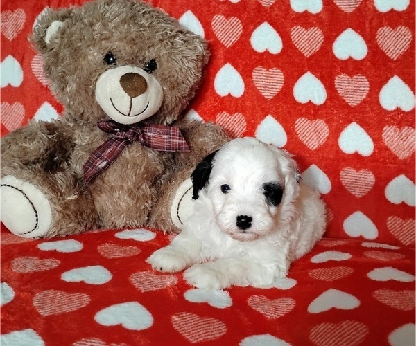 Medium Photo #1 Cockapoo (Miniature) Puppy For Sale in FITZGERALD, GA, USA