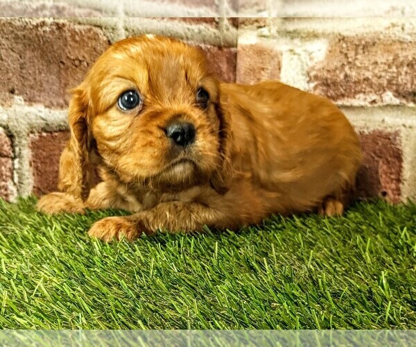 Medium Photo #10 Cavalier King Charles Spaniel Puppy For Sale in MOBERLY, MO, USA