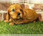 Small #9 Cavalier King Charles Spaniel