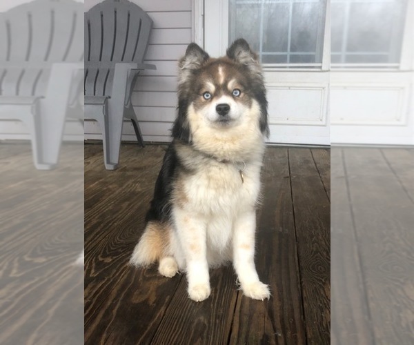 Medium Photo #1 Pomsky Puppy For Sale in SAVOY, MA, USA
