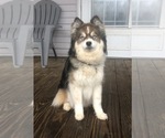 Small Photo #1 Pomsky Puppy For Sale in SAVOY, MA, USA