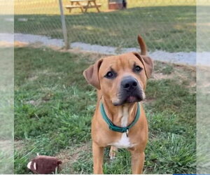 Mutt Dogs for adoption in Westwood, NJ, USA