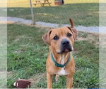 Jake - Male Mutt Dog for Adoption - Small photo