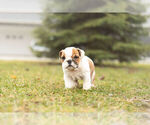 Small Photo #8 Bulldog Puppy For Sale in WARSAW, IN, USA