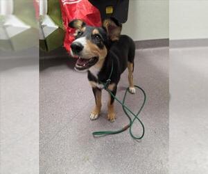 Australian Shepherd-German Shepherd Dog Mix Dogs for adoption in Tracy, CA, USA