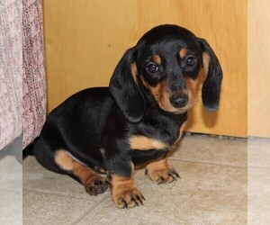 Dachshund Puppy for sale in EAST EARL, PA, USA